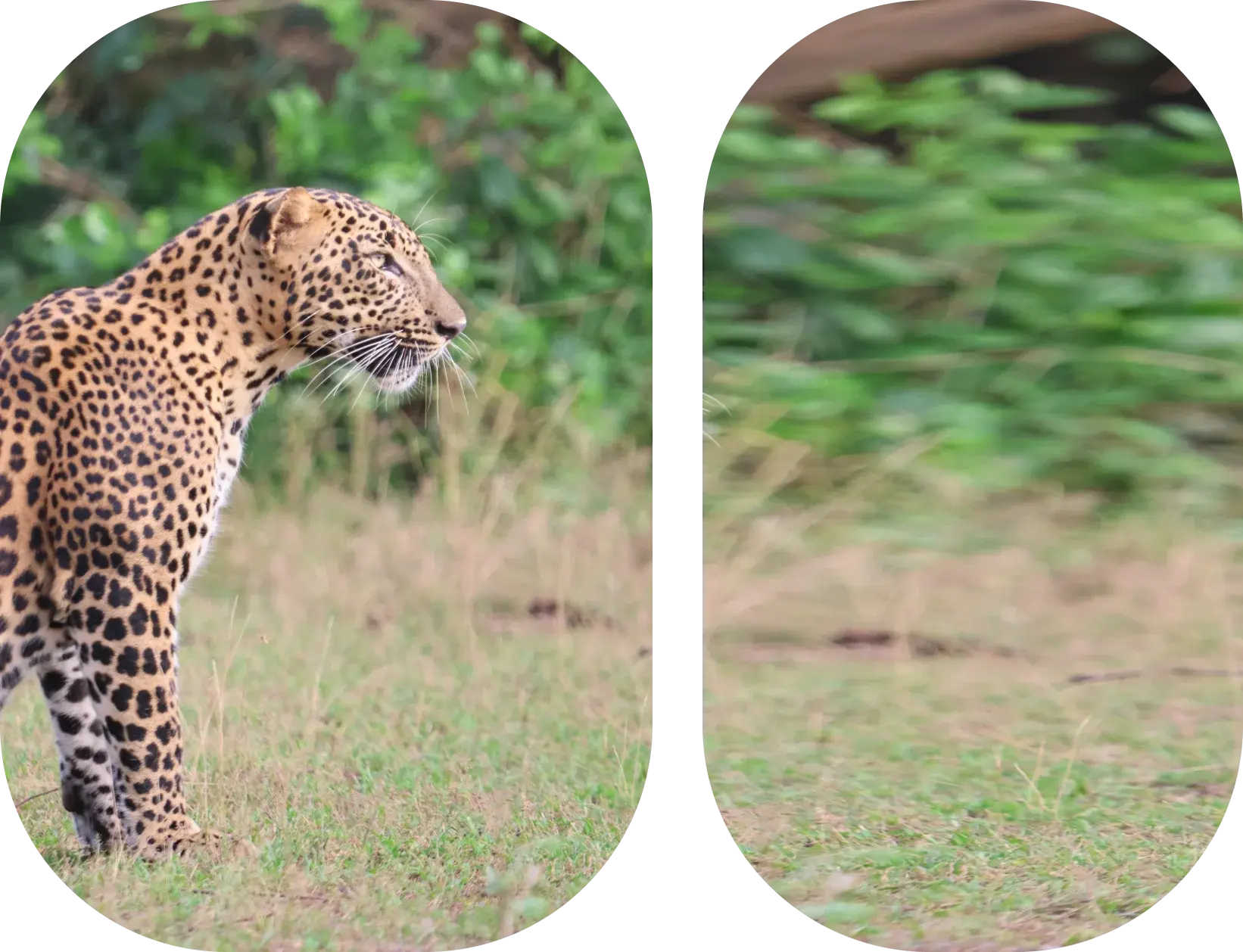 A photo of a cheetah